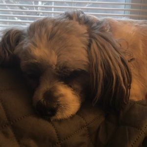 Meet your Posher, Rose